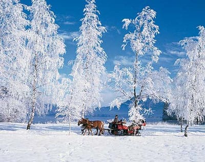 From Salzburg: 8-hour Horse-Drawn Tour w/ 2-hour Sleigh Ride - Key Highlights Worth Your Time