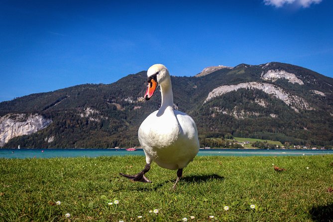 Private Lake District, St. Wolfgang and St. Gilgen Tour - Pickup and Timing: The Best Kind of Easy