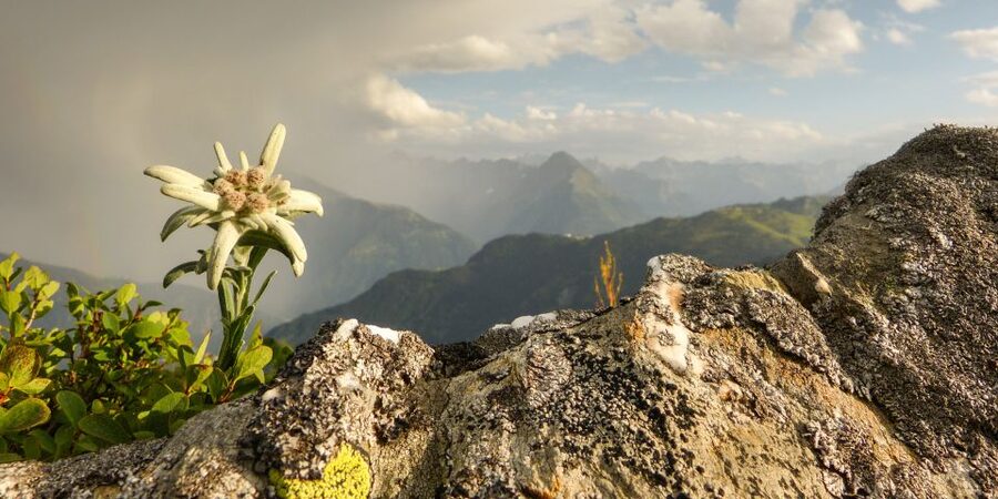 The Hills Are Alive Private "Do-Re-Mi" Tour - Into the Bavarian Alps: meadow time and the feeling of the opening scene